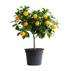 Wall Mural - The image features a small, potted orange tree, laden with ripe oranges and vibrant green leaves, set against a transparent backdrop.