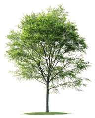 Wall Mural - png a beech tree isolated nature sycamore.