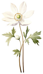 Wall Mural - PNG Illustration botanical anemone flower.