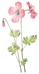 Wall Mural - PNG Illustration botanical geranium drawing.