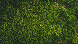 textura de pasto o hierba un campo de cesped verde en un parque o campo con espacio de copia