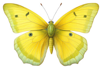 Wall Mural - PNG Butterfly illustration drawing insect.