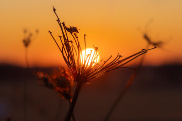  The sun setting into a dried flower outdoors.