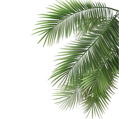 green leaves on a white background
