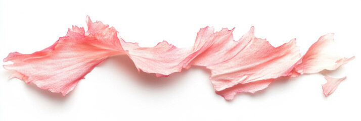 Poster - Torn sakura petal with delicate texture on bright white background for creative use