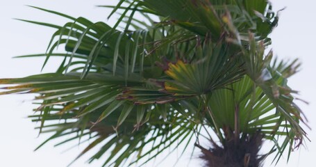 Close-up of green palm tree leaves 