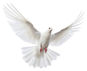 Wall Mural - PNG Flying white dove animal bird wildlife.