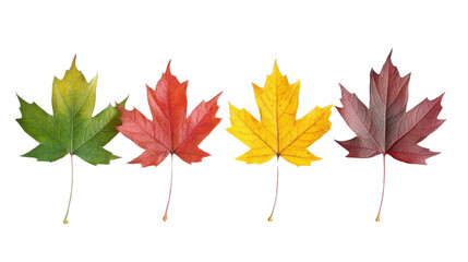 Poster - Progression of autumn maple leaves against a stark black background