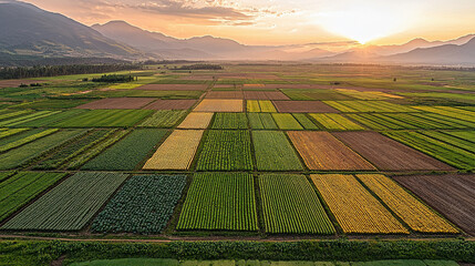Wall Mural - various types of vegetable gardens concept, vibrant sunset over vast flat vegetable farm with colorf