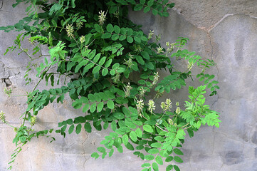 Canvas Print - The medicinal plant astragalus has bloomed magnificently in the garden.