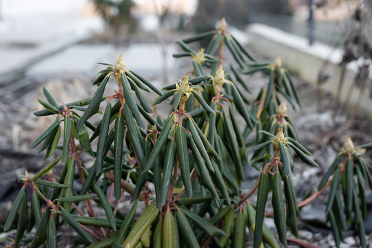 evergreen rhododendron plant in frosty winter day. drooping and curled rhododendron leaves during co