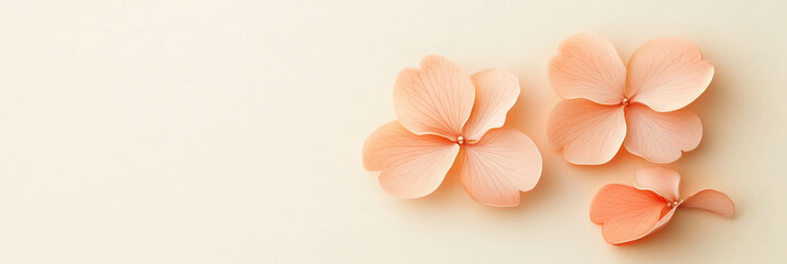 Poster - Three sakura petals arranged beautifully on a light cream backdrop for an elegant presentation