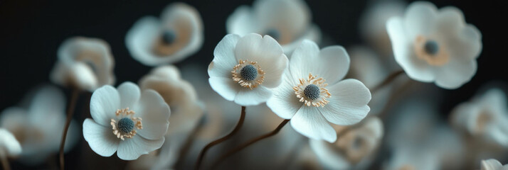Poster - Miniature anemones bloom gracefully in soft, natural light for a stunning visual experience
