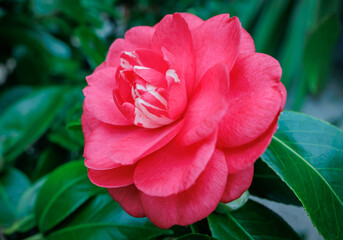 Poster - red camellia flower blooming in a garden surrounded by green leaves in spring