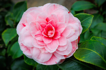 Aufkleber - Beautiful pink camellia flower  in garden 