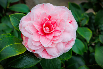 Poster - Beautiful pink camellia flower blossom amidst green leaves in a serene garden setting