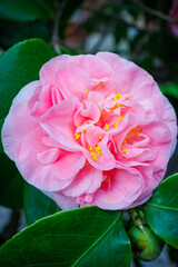 Aufkleber - Beautiful blooming pink Camellia japonica ‘Sierra Spring’ flower outdoor