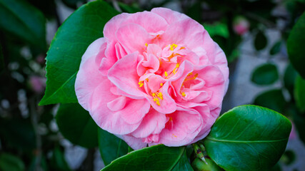 Aufkleber - Beautiful blooming pink Camellia japonica ‘Sierra Spring’ flower in a lush garden during springtime