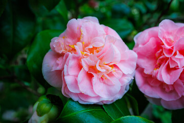 Poster - Beautiful blooming pink Camellia japonica ‘Sierra Spring’ flowers outdoors in a lush garden during springtime