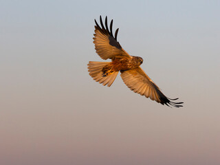 Wall Mural - Marsh harrier, Circus aeruginosus