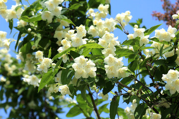 Wall Mural - Jasmine blooms in the garden