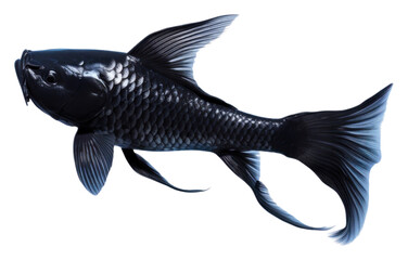 Wall Mural - PNG Black koi fish animal underwater wildlife.