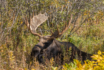 Wall Mural - Bull Moose in Autumn in Grand Teton National Park Wyoming