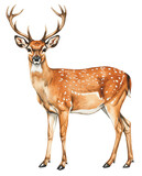 Illustration of a deer isolated on a transparent background