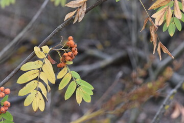 Sticker - Rowan branch with orange berries in autumn, closeup of photo