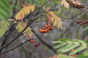 Sticker - Rowan branch with orange berries in autumn, closeup of photo