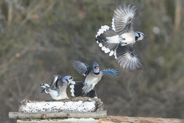 Wall Mural - Blue Jays in winter