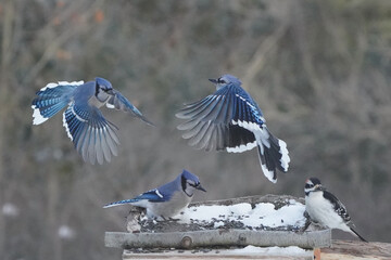 Wall Mural - Blue Jays in winter