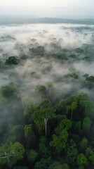 Wall Mural - Misty morning over lush tropical rainforest with dense greenery and fading sunlight