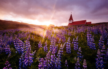 Wall Mural - Vikurkirkja Church in the middle of a field of blooming lupines illuminated by the sun. Location place Vik village in Myrdal valley, Iceland, Europe.