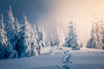 Aufkleber - Snow-covered fir trees in a glowing fog at sunset. Idyllic seasonal pattern. Photo wallpaper.