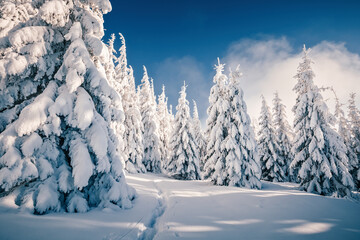 Aufkleber - Gorgeous winter landscape with lots of snow on fir trees. Wild nordic scene with snow-capped conifers.