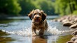 © Ernesto - A shaggy Otterhound puppy joyfully splashes at the river’s edge, thick fur dripping. Sunlight glistens on water droplets as it stomps playfully, surrounded by smooth stones and lush trees.