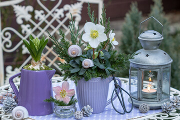 Wall Mural - Garten-Arrangement mit Christrose (Helleborus niger) und Hyazinthe in Gefäßen und vintage Laterne