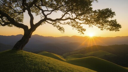 Sticker - Golden sun setting behind gentle hills with tree silhouettes framing serene landscape, bringing forth feelings of peace and contentment.