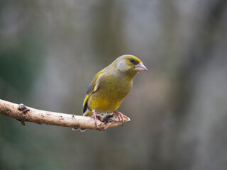  Grünfink (Chloris chloris)