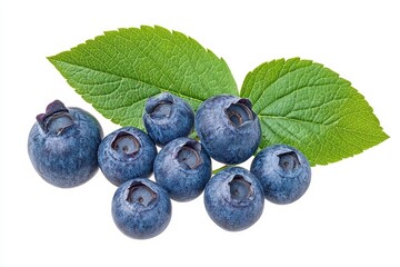 Wall Mural - Isolated blueberry leaf against a white background with complete depth of field