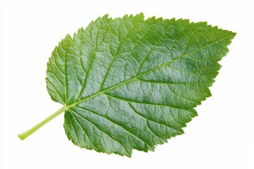 Wall Mural - isolated leaf of blackcurrant fruit