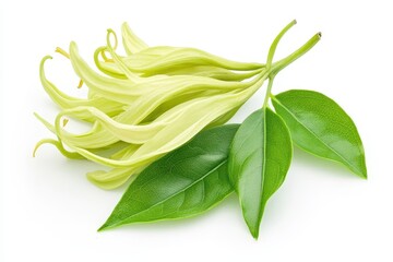 Wall Mural - Isolated ylang ylang flowers and green leaves on a white background