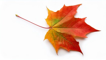 Wall Mural - colorful maple leaf in autumn isolated on white background fall season foliage texture