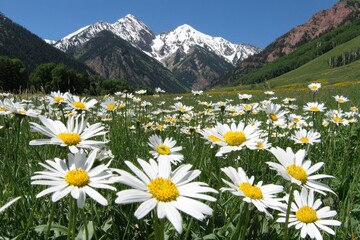 Wall Mural - A vibrant meadow filled with daisies in the foreground, set against majestic snow-capped mountains under a clear blue sky.