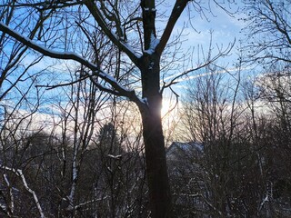 a scenic winter view of a leafless tree silhouetted against a bright sun in a clear blue sky