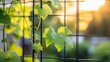 © BerkahStock - Lush green grape leaves growing on a wire fence at sunset.
