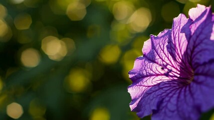 Poster - Purple flower in sunlight with bokeh background, nature photography concept