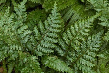 Wall Mural - Lush green fern leaves forming a dense, textured background.