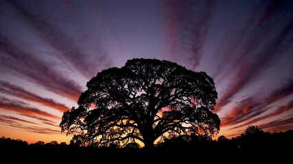 Poster - Silhouette of a large oak tree against a colorful sunset sky, nature's beauty and tranquility concept